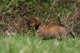 TOSA INU 405
